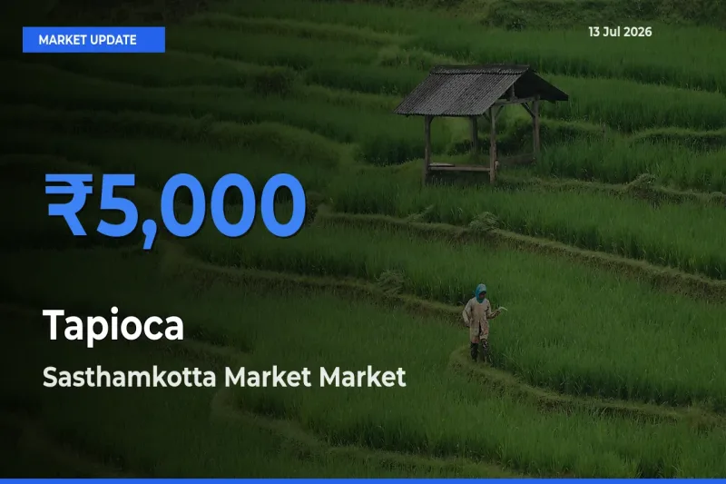 Top Performer! Sasthamkotta Market Offers Best Tapioca Price Today