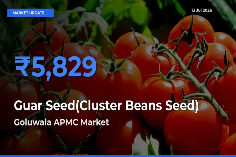 Goluwala APMC Leads as Top Mandi for Guar Seed(Cluster Beans Seed) Prices