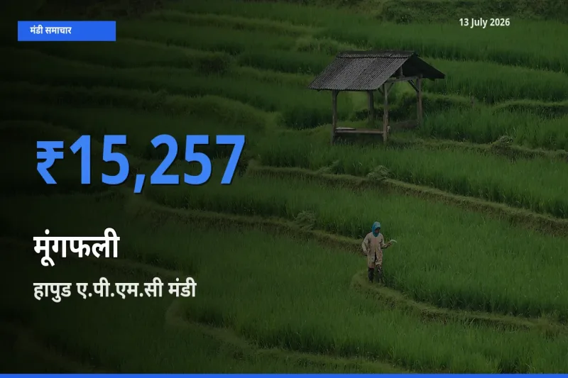 हापुड ए.पी.एम.सी में मूंगफली का आज सबसे ऊँचा भाव
