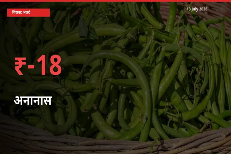 अनानास 17.85% गिरा, मंडी