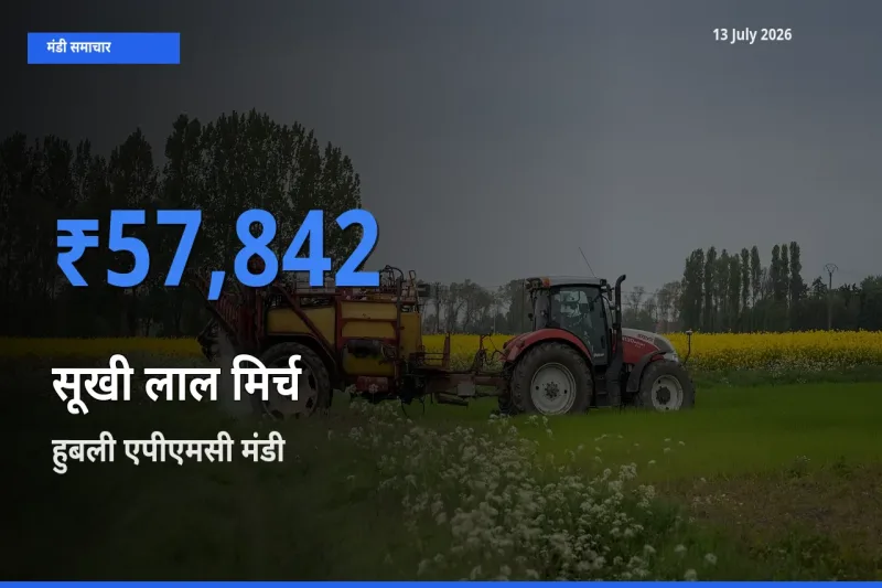 13 July अपडेट: सूखी लाल मिर्च के सबसे ऊँचे दाम हुबली एपीएमसी मंडी में