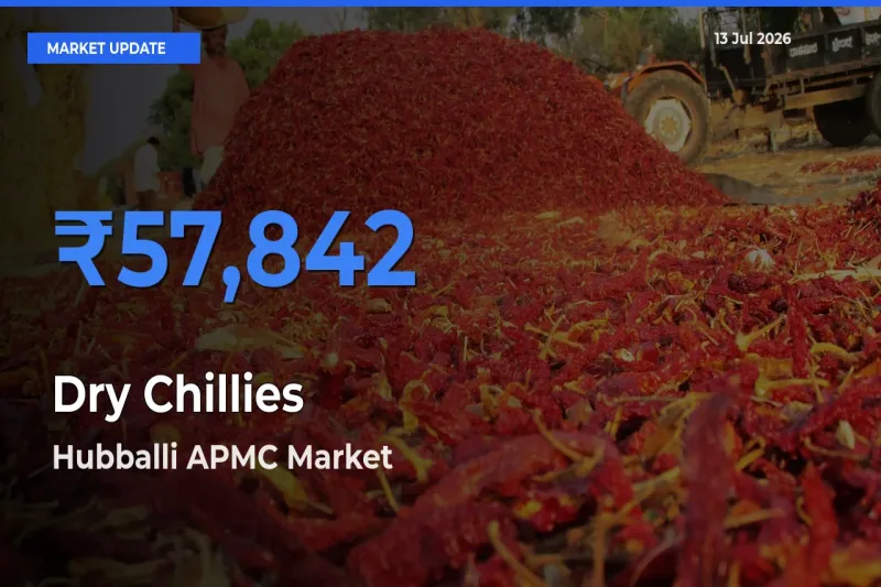 Dry Chillies Mandi Rate Today: Hubballi APMC Tops the List