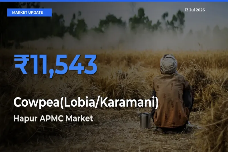 Hapur APMC Tops Cowpea(Lobia/Karamani) Rates – July 13 Market Update