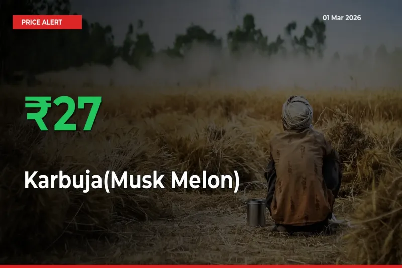 Big Rally! Karbuja(Musk Melon) Climbs 26.95% in 24 Hours at Top Mandis