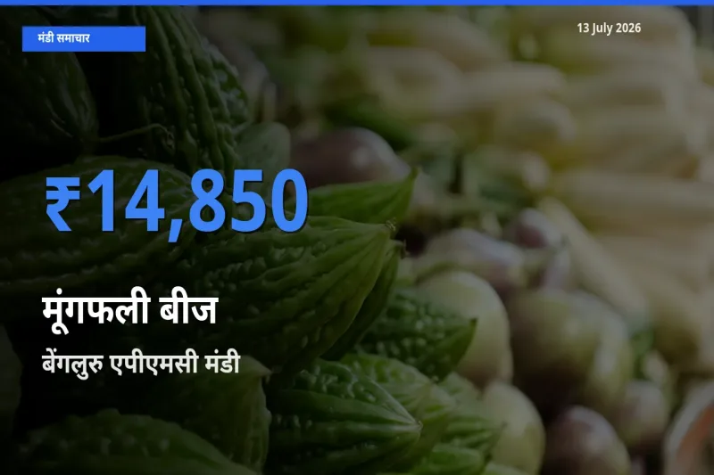 आज का मंडी भाव: मूंगफली बीज के सबसे ज़्यादा दाम बेंगलुरु एपीएमसी में