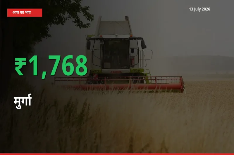 किसानों के लिए खुशखबरी! स्थानीय मंडी में मुर्गा 1768.38% उछला
