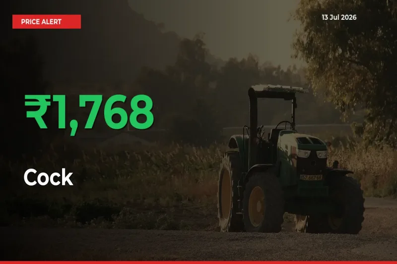 Cock Mandi Rate Today: Prices Jump 1768.38% at Market