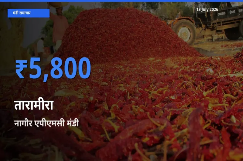 13 July अपडेट: तारामीरा के सबसे ऊँचे दाम नागौर एपीएमसी मंडी में