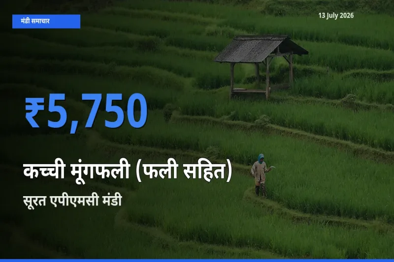 सूरत एपीएमसी मंडी में आज कच्ची मूंगफली (फली सहित) के सबसे ऊँचे दाम दर्ज