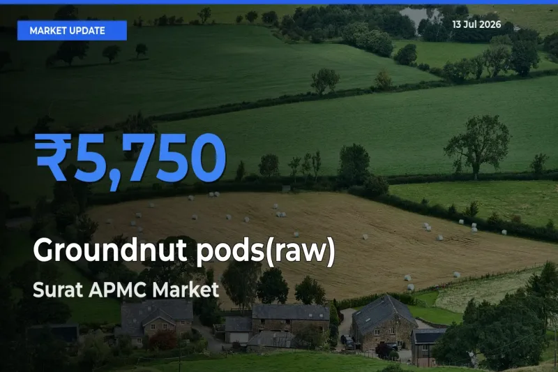 Surat APMC Records Highest ₹5,750 Rate for Groundnut pods(raw)