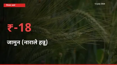 स्थानीय मंडी में जामुन (नाराले हन्नू) के दाम अचानक 18.38% गिरे, किसानों की चिंता बढ़ी