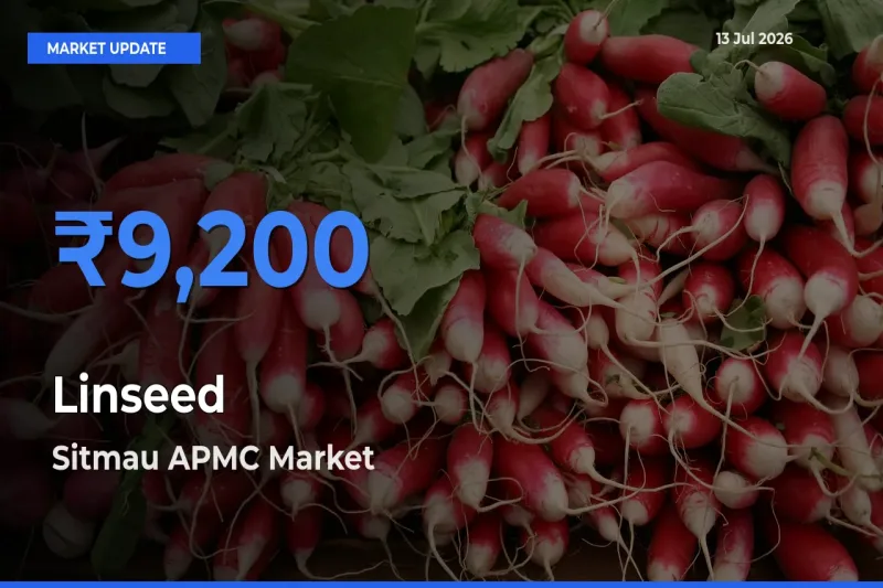 Market Watch: Sitmau APMC Becomes Top Mandi for Linseed