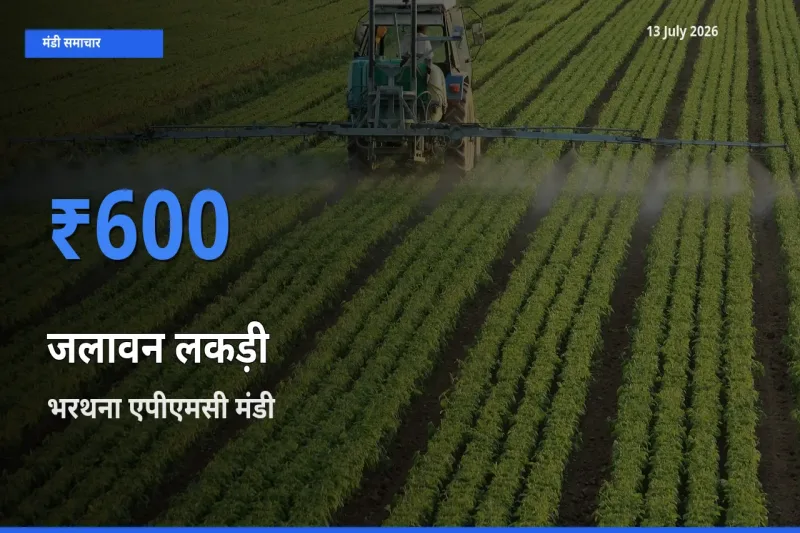 आज जलावन लकड़ी के सबसे ऊँचे दाम ₹600 भरथना एपीएमसी मंडी में
