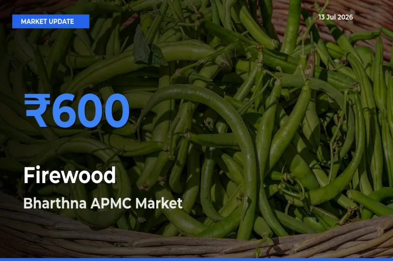 Bharthna APMC Offers ₹600 – Highest Firewood Rate Today
