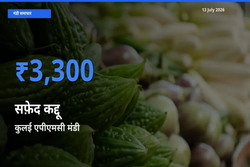 आज सफ़ेद कद्दू के सबसे ज़्यादा दाम कुलई एपीएमसी मंडी में दर्ज