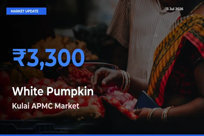 Kulai APMC Emerges as Top Mandi for White Pumpkin Prices Today