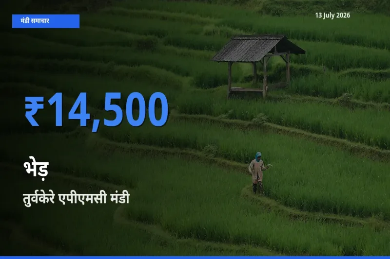 आज भेड़ के सबसे ज़्यादा दाम तुर्वकेरे एपीएमसी मंडी में दर्ज