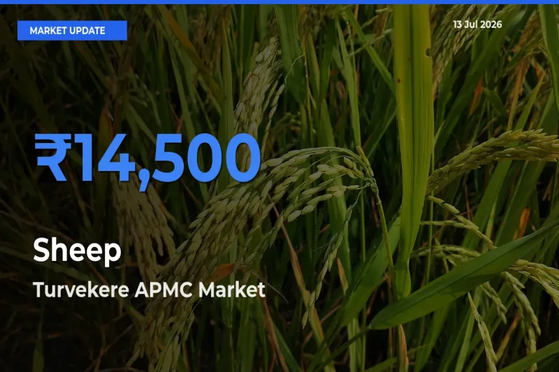 Market Watch: Turvekere APMC Becomes Top Mandi for Sheep