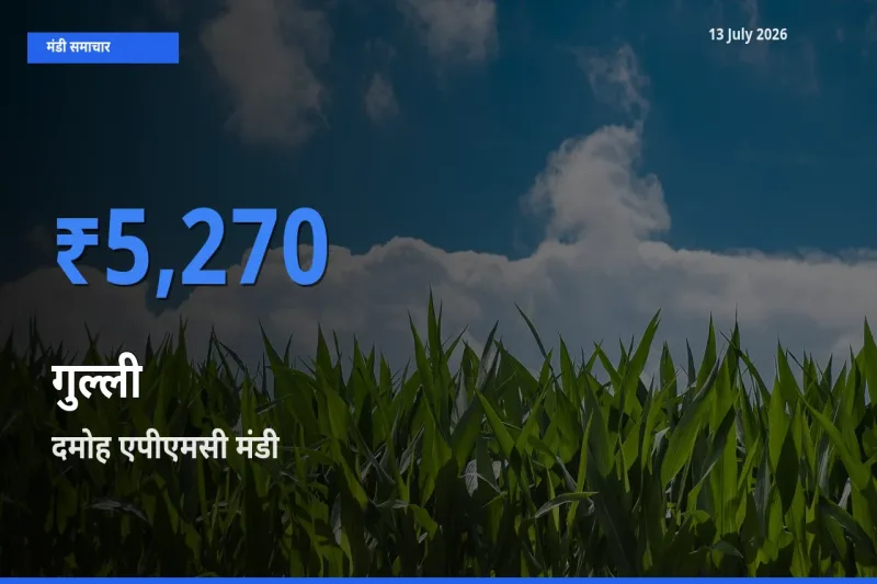 दमोह एपीएमसी में गुल्ली का आज सबसे ऊँचा भाव