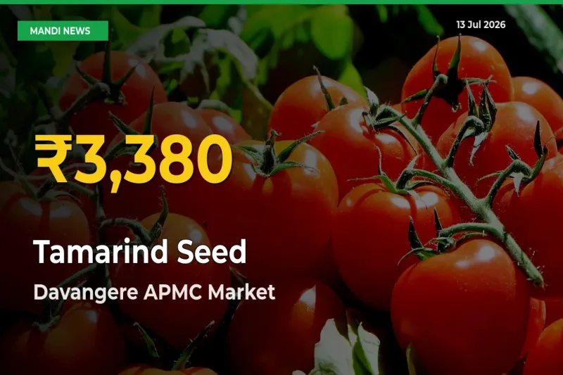 Fresh Record! Tamarind Seed Price Climbs to New High in Davangere APMC
