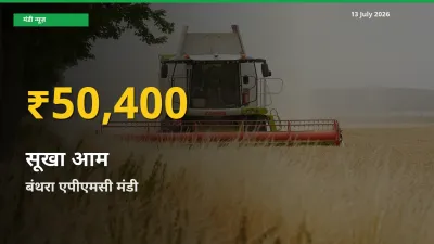 30 दिनों में सबसे ऊँचे स्तर पर सूखा आम के दाम, बंथरा एपीएमसी में उछाल