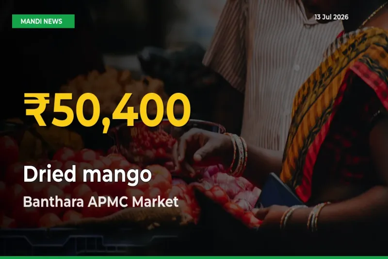Why Dried mango Prices Are Climbing in Banthara APMC – Today’s New High Explained
