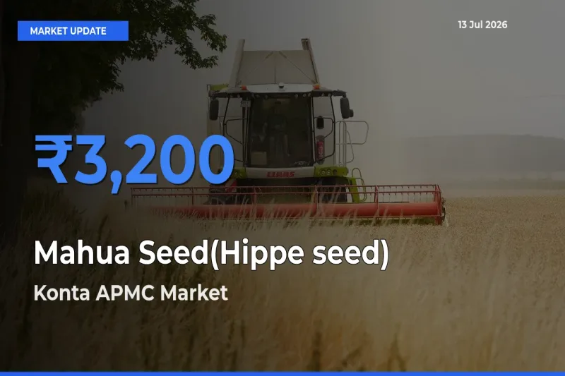Farmers Prefer Konta APMC as Mahua Seed(Hippe seed) Hits Highest Rate