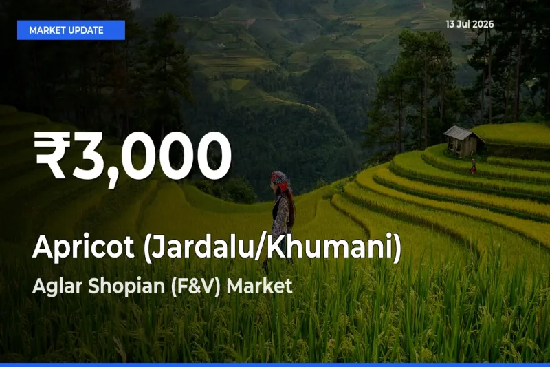 Apricot (Jardalu/Khumani) Falls to ₹3,000 in Aglar Shopian (F&V) – 30-Day Lowest Rate