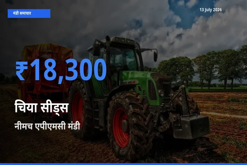 आज चिया सीड्स के सबसे ज़्यादा दाम नीमच एपीएमसी मंडी में दर्ज