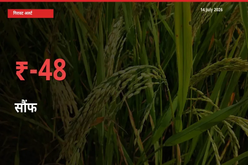 स्थानीय मंडी में सौंफ के दाम अचानक 48.48% गिरे, किसानों की चिंता बढ़ी
