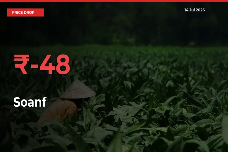 Why Soanf Prices Fell 48.48% in a Day at Mandis