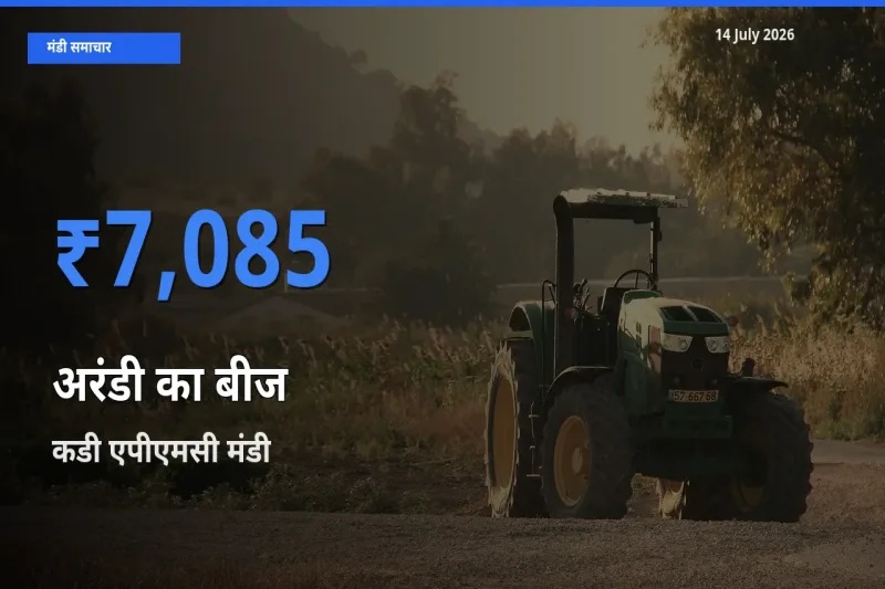 आज अरंडी का बीज के सबसे ज़्यादा दाम कडी एपीएमसी मंडी में दर्ज