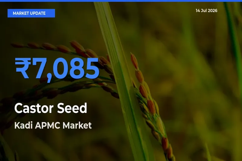 Kadi APMC Leads as Top Mandi for Castor Seed Prices