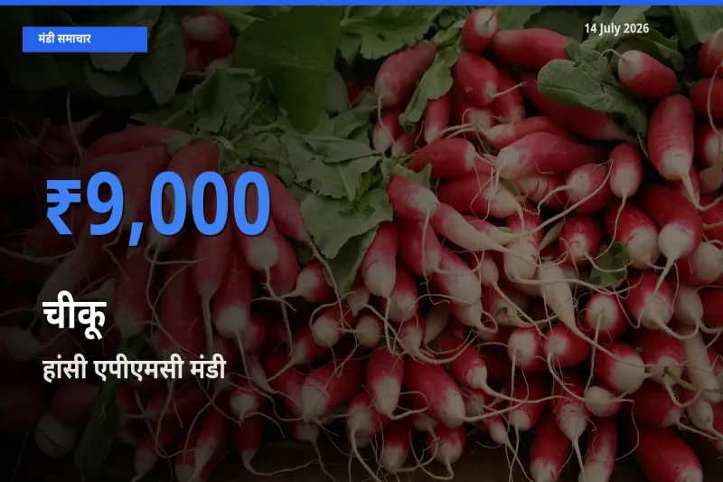 हांसी एपीएमसी मंडी में आज चीकू के सबसे ऊँचे दाम दर्ज