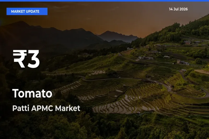 Tomato Falls to ₹3 in Patti APMC – 30-Day Lowest Rate