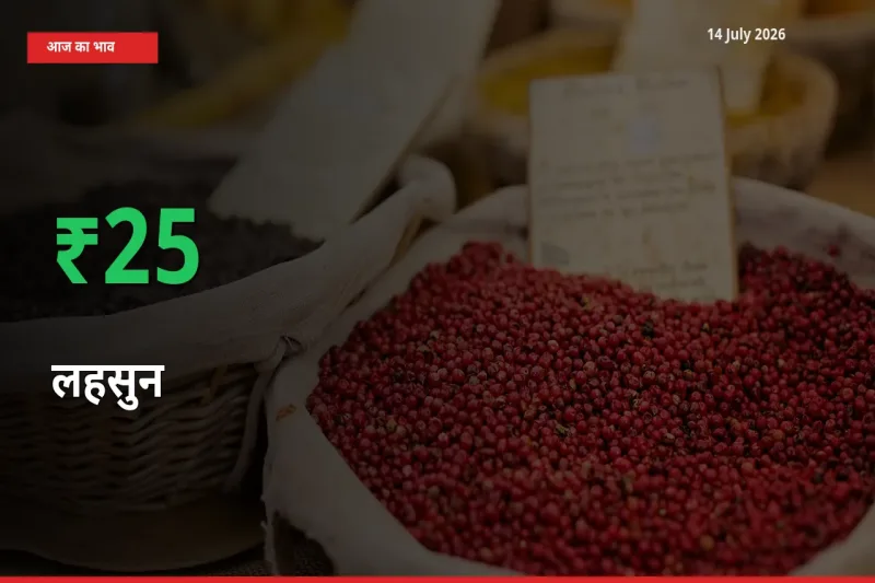 बाज़ार संकेत: लहसुन के भाव मंडी में 25.43% ऊपर