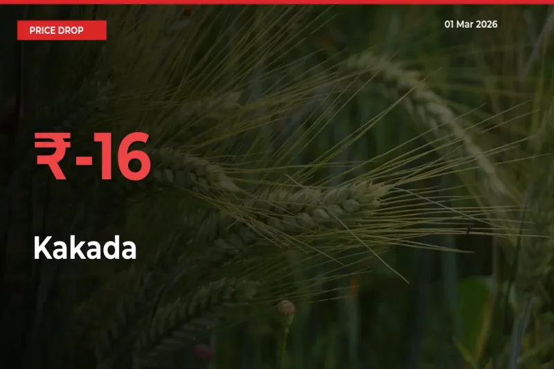 Farmers Alert as Kakada Prices Slide 15.91% in Local Mandis