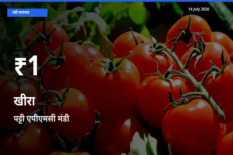 किसानों के लिए चिंता का विषय? खीरा के दाम पट्टी एपीएमसी में 30 दिन के न्यूनतम स्तर पर