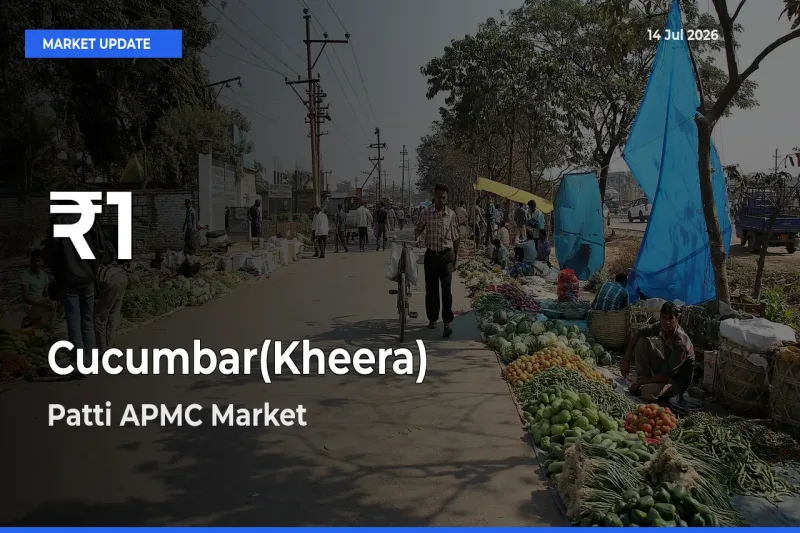 Cucumbar(Kheera) Prices Touch 30-Day Low in Patti APMC – July 14 Update