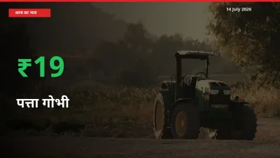 अचानक तेजी! मंडी में पत्ता गोभी के दाम 19.11% चढ़े