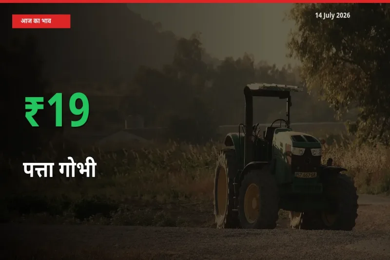 अचानक तेजी! मंडी में पत्ता गोभी के दाम 19.11% चढ़े