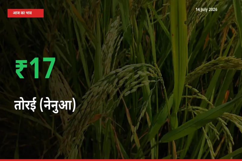तोरई (नेनुआ) 16.56% उछला, मंडी