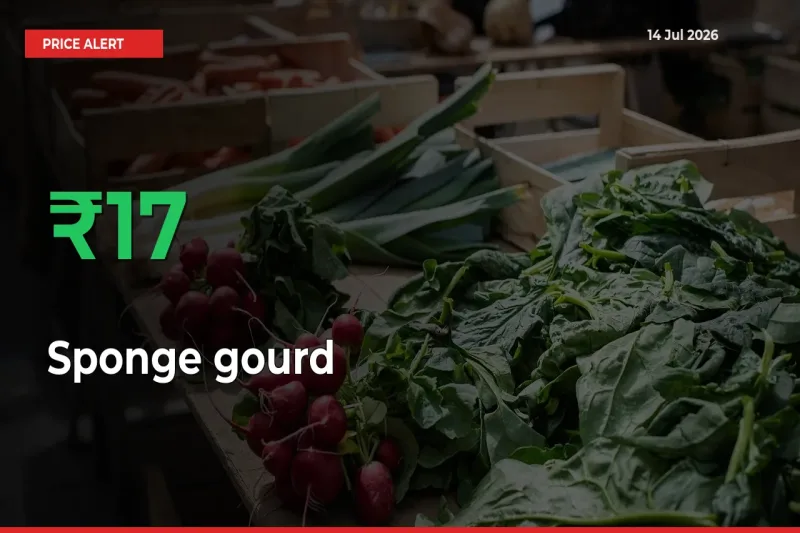 16.56% Spike in Sponge gourd Prices – Mandi Sees Sudden Rally