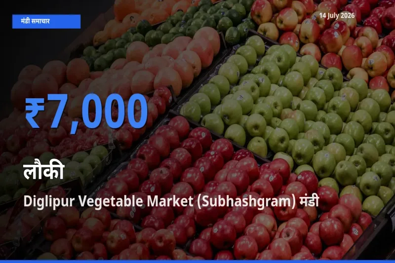 किसानों की पसंद बना Diglipur Vegetable Market (Subhashgram), लौकी के सबसे अच्छे दाम