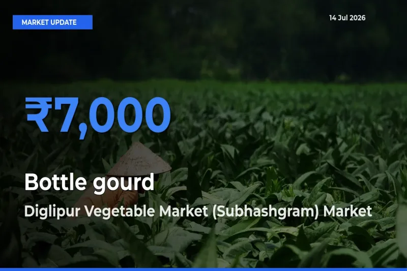 Bottle gourd Mandi Rate Today: Diglipur Vegetable Market (Subhashgram) Tops the List