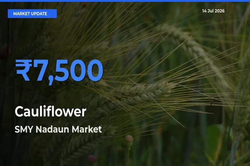 SMY Nadaun Offers ₹7,500 – Highest Cauliflower Rate Today