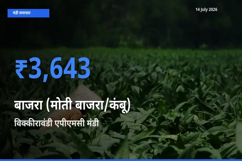 विक्कीरावंडी एपीएमसी मंडी में बाजरा (मोती बाजरा/कंबू) ₹3,643 पर पहुँचा – आज का सर्वोच्च भाव