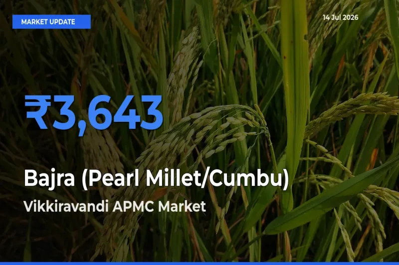Farmers Prefer Vikkiravandi APMC as Bajra (Pearl Millet/Cumbu) Hits Highest Rate