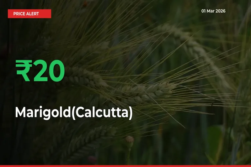 Marigold(Calcutta) Prices Rise 19.97% in a Day at Major Mandis