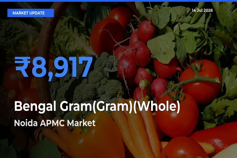 Farmers Prefer Noida APMC as Bengal Gram(Gram)(Whole) Hits Highest Rate